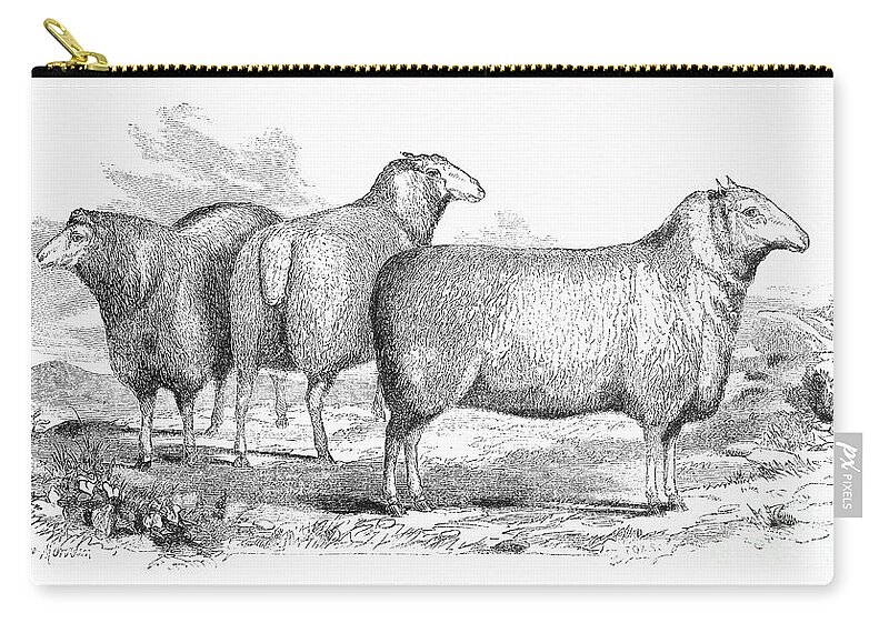 19th Century Zip Pouch featuring the photograph Cotswold Sheep by Granger