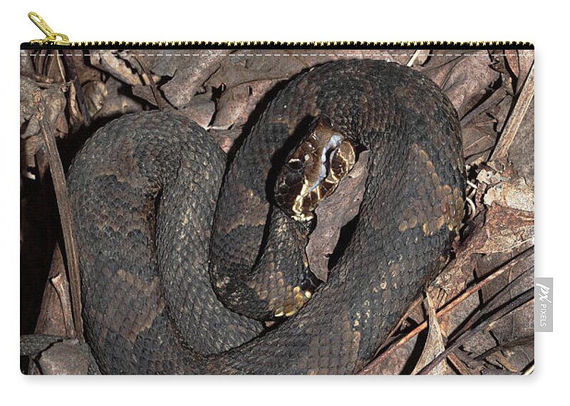 Agkistrodon Piscivorus Zip Pouch featuring the photograph Cottonmouth by Daniel Reed