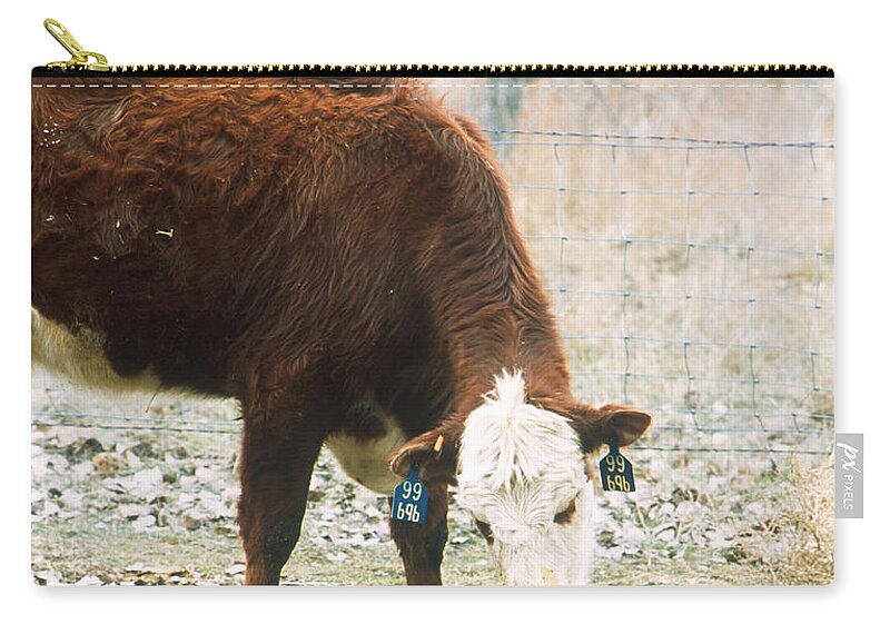 Calf Zip Pouch featuring the photograph Cow With Newborn Calf by Science Source