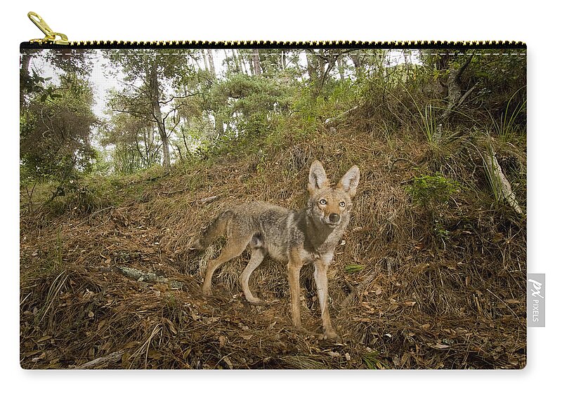 00499808 Zip Pouch featuring the photograph Coyote In Deciduous Forest Aptos by Sebastian Kennerknecht