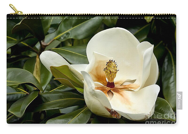 Flower Zip Pouch featuring the photograph Creamy Magnolia by Teresa Zieba