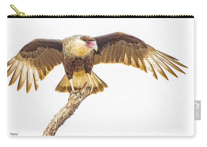 Flight Zip Pouch featuring the photograph Crested Caracara Taking Off by Fred J Lord