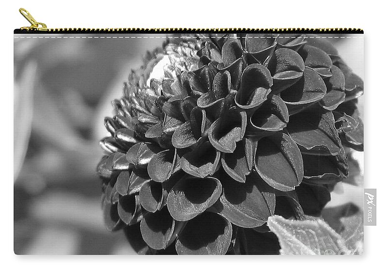 Dahlia Zip Pouch featuring the photograph Dahlia named Pride of Place by J McCombie