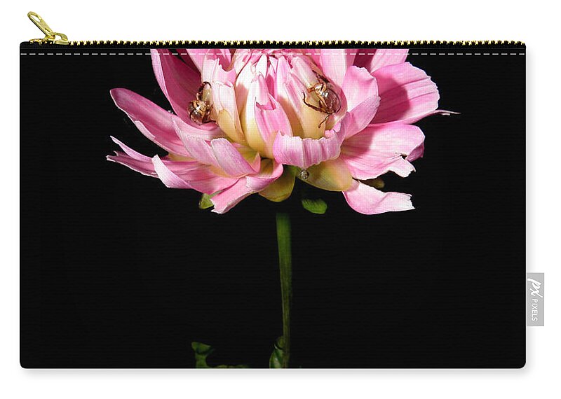 Dahlia Zip Pouch featuring the photograph Dahlia with ride ons by Kim Galluzzo