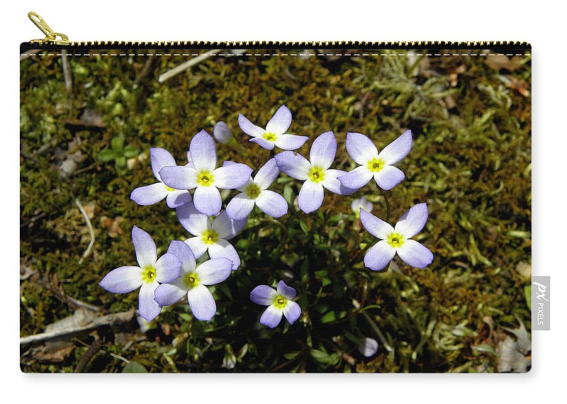 Flowers Zip Pouch featuring the photograph Dainty Wild Flowers by Kim Galluzzo