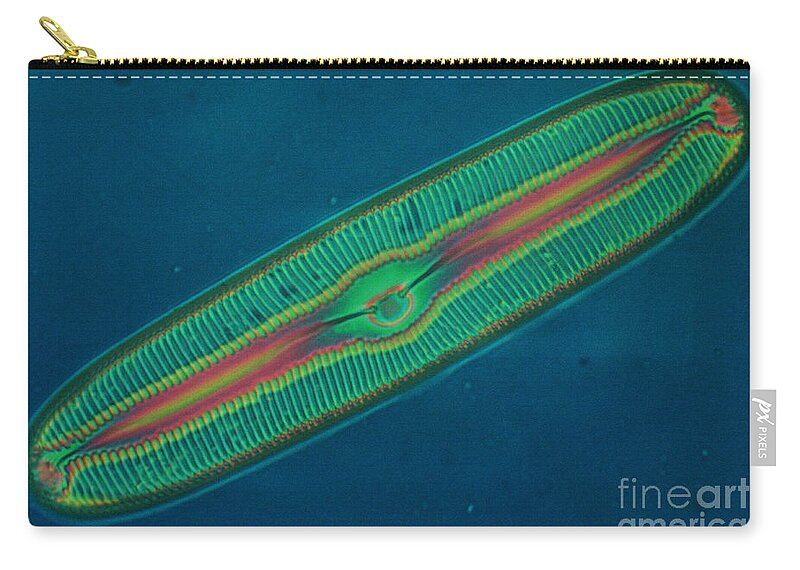 Diatom Zip Pouch featuring the photograph Diatom by Eric V. Grave