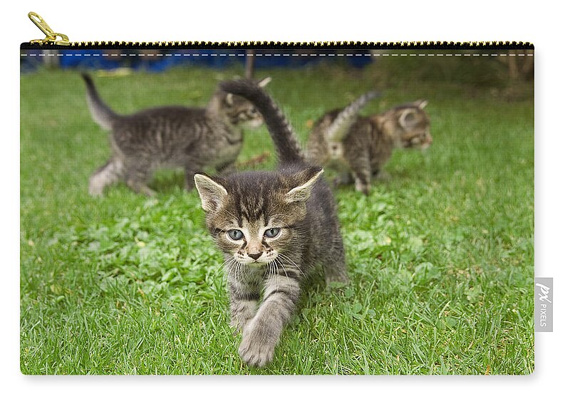 Mp Zip Pouch featuring the photograph Domestic Cat Felis Catus Three Grey by Konrad Wothe
