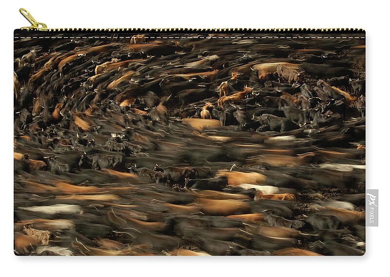 Mp Zip Pouch featuring the photograph Domestic Cattle Bos Taurus Being Herded by Pete Oxford