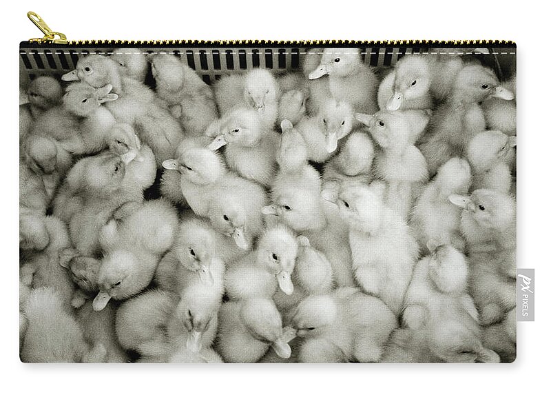 Togetherness Zip Pouch featuring the photograph Ducklings by Shaun Higson