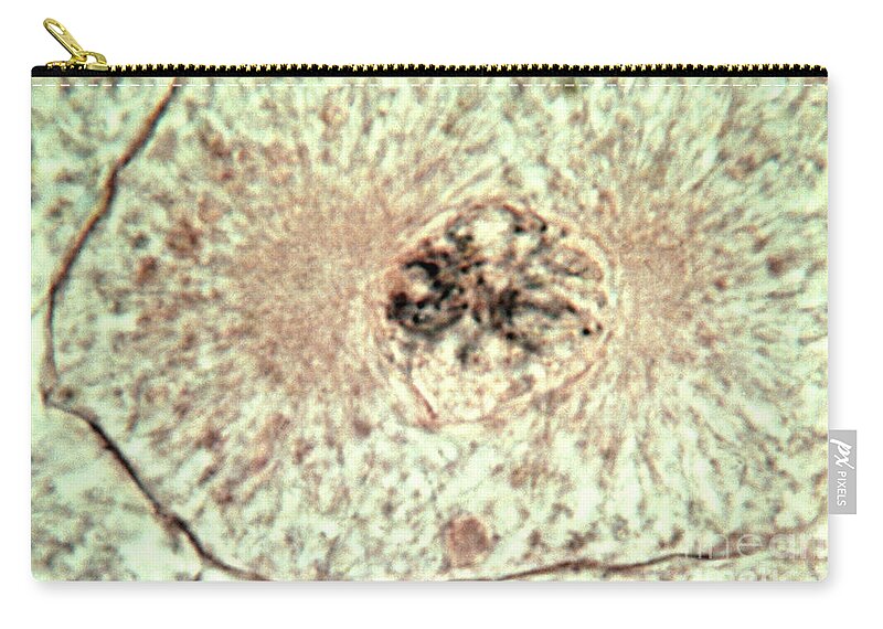 Mitosis Zip Pouch featuring the photograph Early Prophase by Science Source