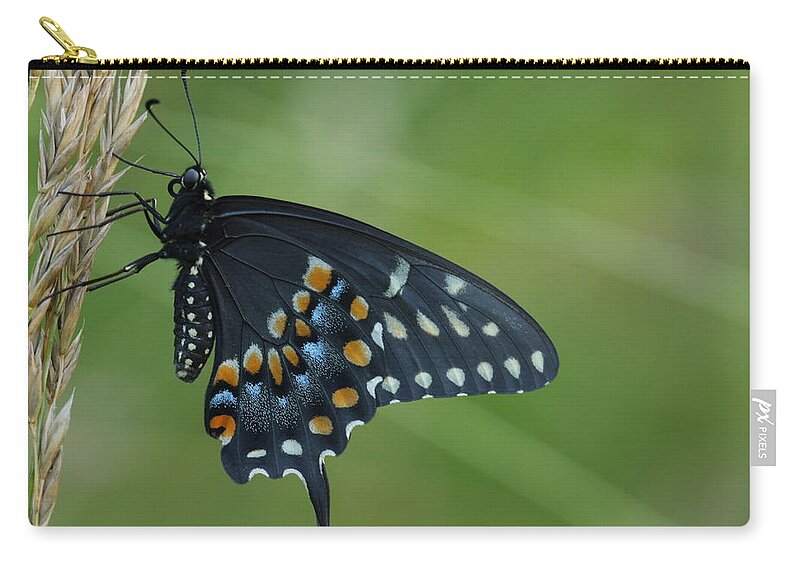 Papilio Polyxenes Zip Pouch featuring the photograph Eastern Black Swallowtail Butterfly by Daniel Reed