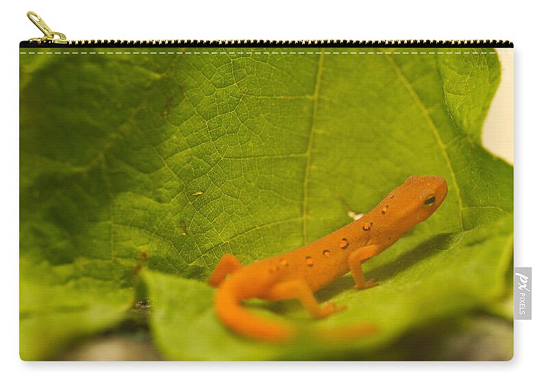 Eastern Zip Pouch featuring the photograph Eastern Newt Notophthalmus viridescens by Douglas Barnett