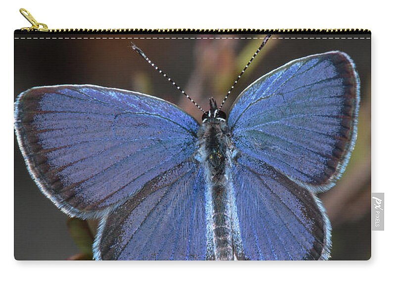 Eastern Tailed Blue Zip Pouch featuring the photograph Eastern Tailed Blue Butterfly by Daniel Reed