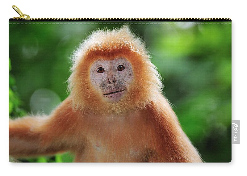 Mp Zip Pouch featuring the photograph Ebony Leaf Monkey Trachypithecus by Thomas Marent