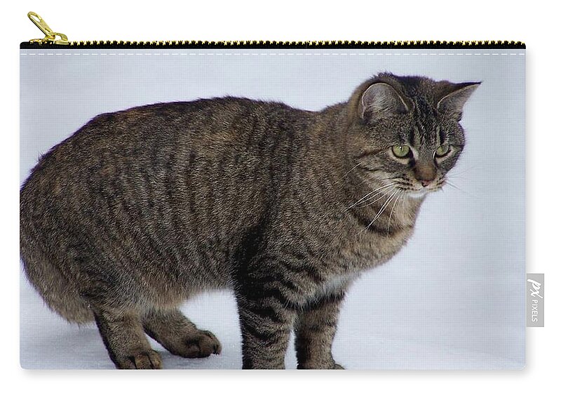 Cat Zip Pouch featuring the photograph Echoe on the snow by Kim Galluzzo