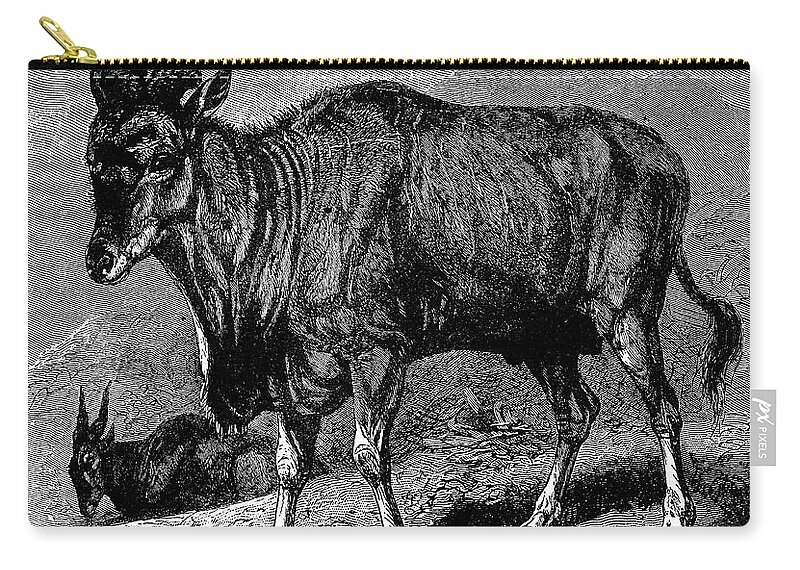 19th Century Zip Pouch featuring the photograph Eland by Granger