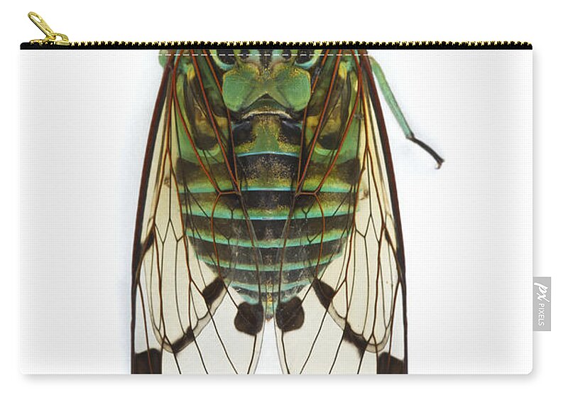 00478966 Zip Pouch featuring the photograph Emerald Cicada by Piotr Naskrecki