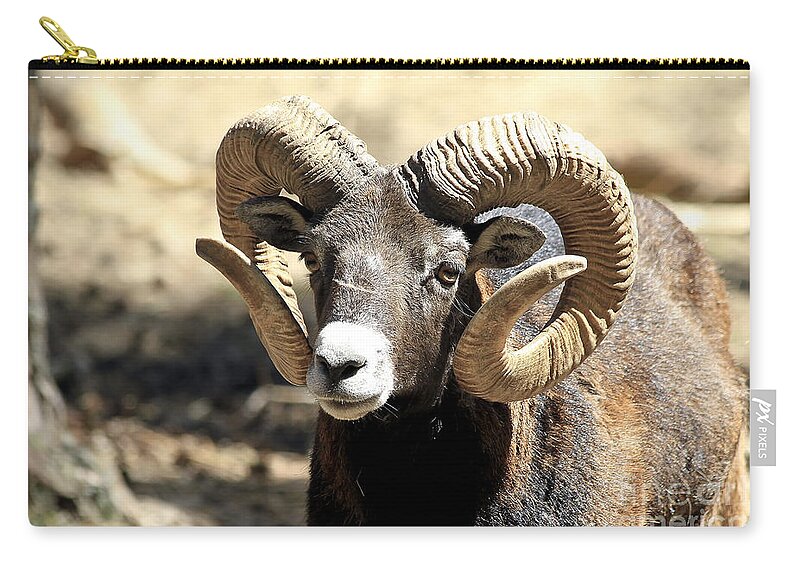 Animal Zip Pouch featuring the photograph European Big Horn - Mouflon Ram by Teresa Zieba