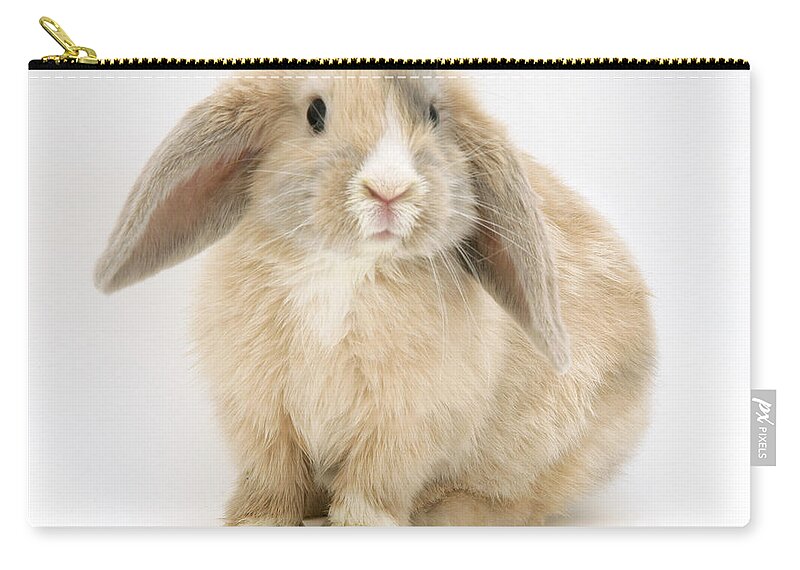 Dwarf Lop Rabbit Zip Pouch featuring the photograph Fawn Dwarf Lop Rabbit by Jane Burton