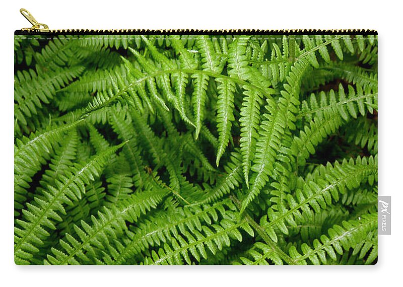 Ferns Zip Pouch featuring the photograph Ferns by Kim Galluzzo
