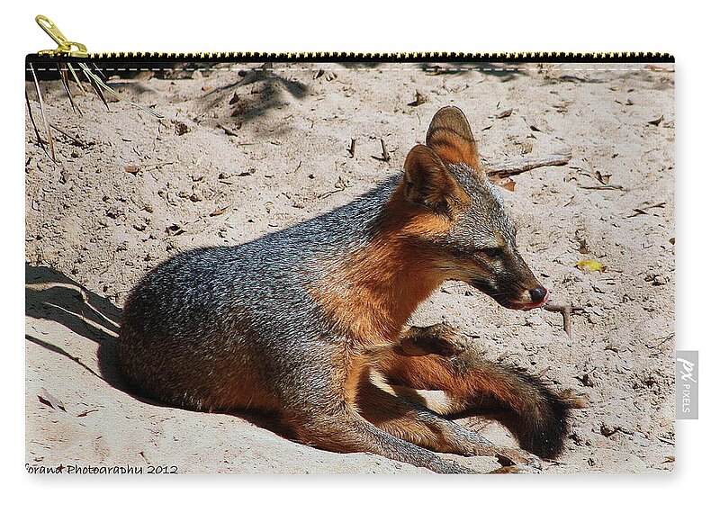 Fox Zip Pouch featuring the photograph Foxie by Debra Forand