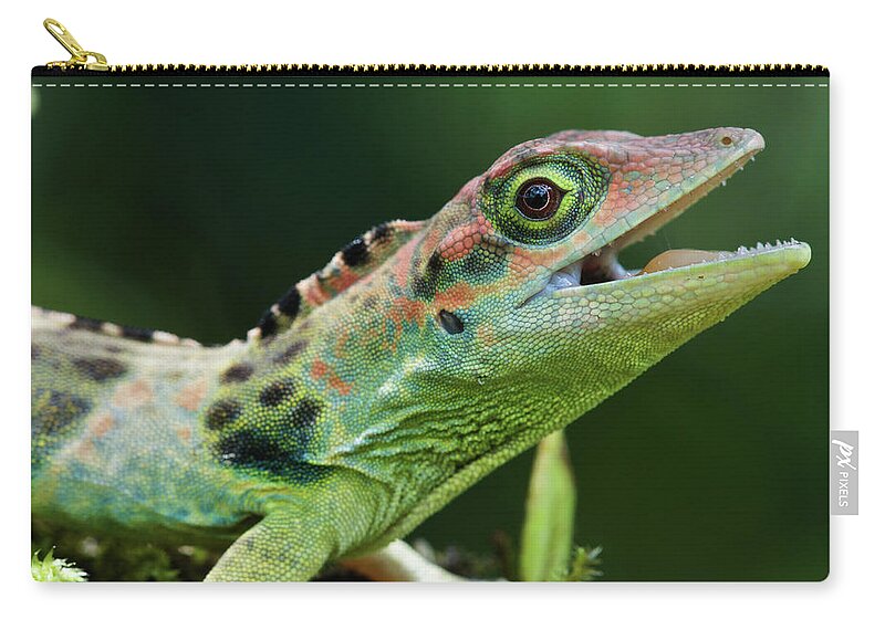 Fn Zip Pouch featuring the photograph Frasers Anole Anolis Fraseri Male by James Christensen