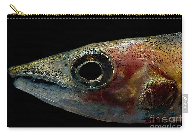 Freshwater Barracuda Zip Pouch featuring the photograph Freshwater Barracuda by Dant Fenolio