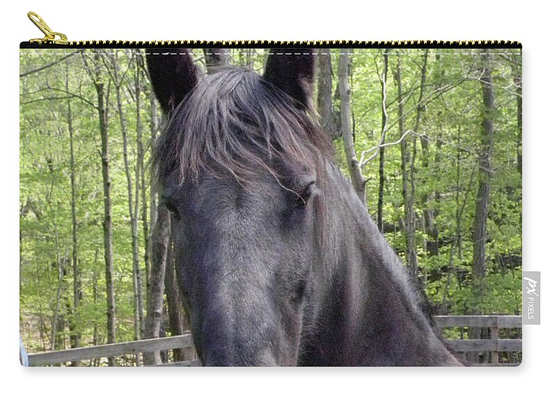 Friesian Horse Zip Pouch featuring the photograph Friesian alert by Kim Galluzzo Wozniak