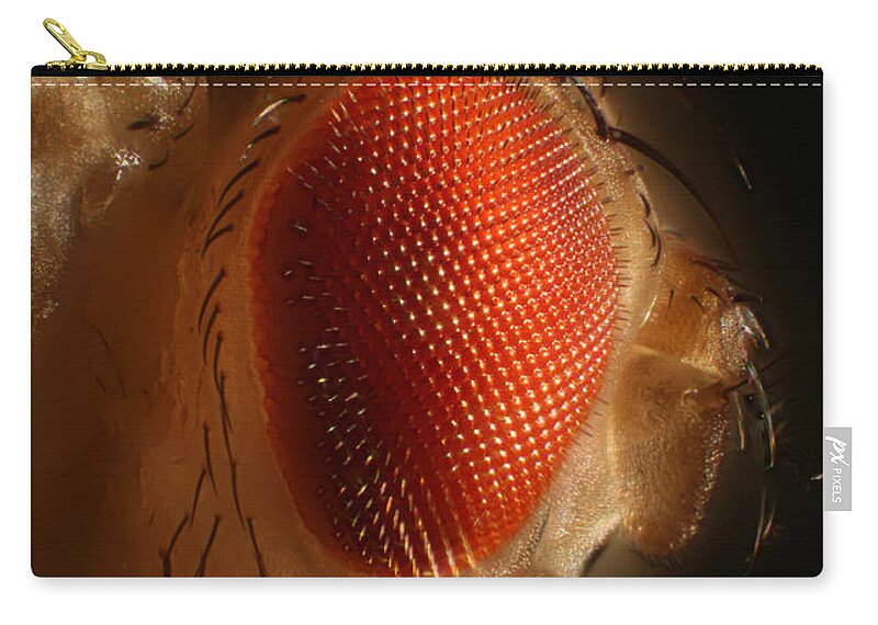 Fruit Fly Zip Pouch featuring the photograph Fruit Fly by Ted Kinsman
