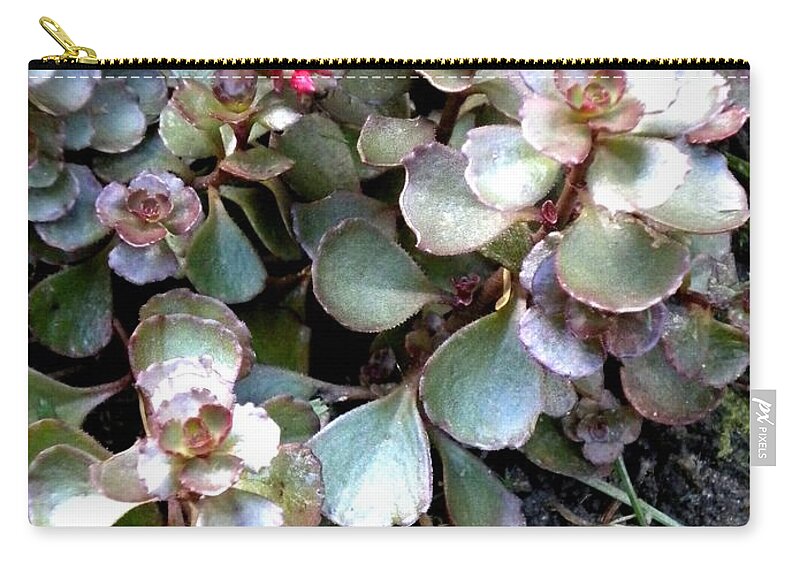 Flowers Zip Pouch featuring the painting Garden Sedum by Renate Wesley