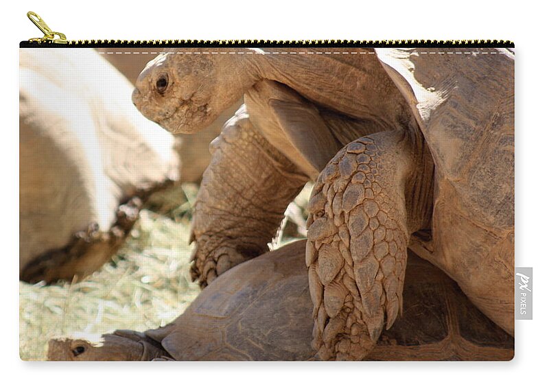 Tortoise Zip Pouch featuring the photograph Get a room by Kim Galluzzo