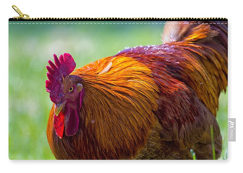 Rooster Zip Pouch featuring the photograph Gettin Clucky With It 6 by Bill and Linda Tiepelman