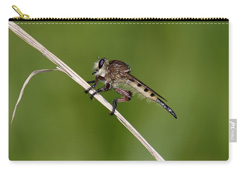 Nature Zip Pouch featuring the photograph Giant Robber Fly - Promachus hinei by Daniel Reed