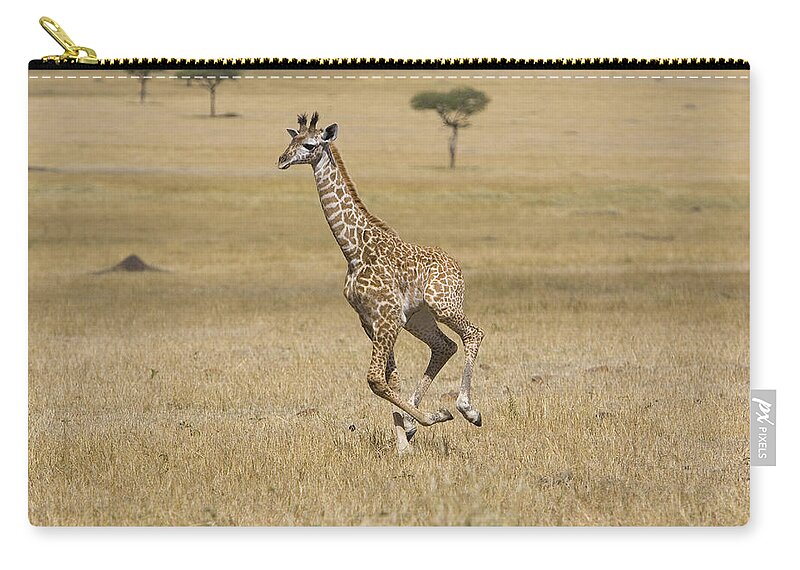 00784051 Zip Pouch featuring the photograph Giraffe 3 Week Old Calf Running Masai by Suzi Eszterhas