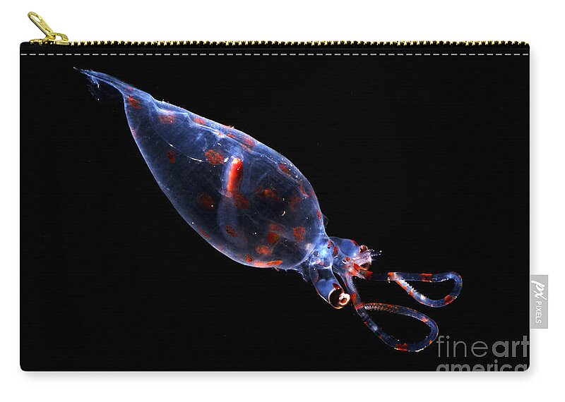 Galiteuthis Phyllura Zip Pouch featuring the photograph Glass Squid by Dante Fenolio