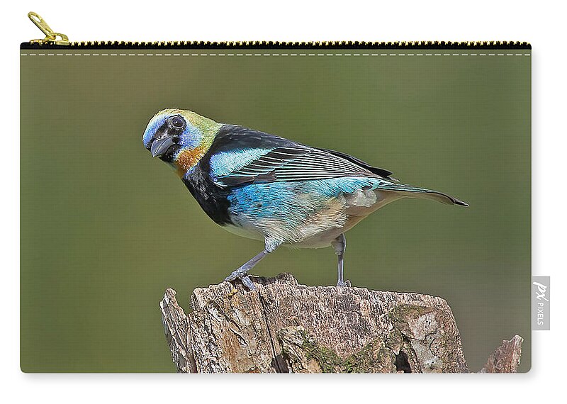 Bird Zip Pouch featuring the photograph Golden-hooded Tanager by Jean-Luc Baron