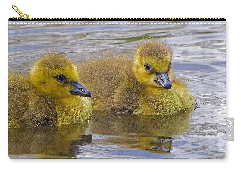 Gosling Zip Pouch featuring the photograph Goslings by David Freuthal