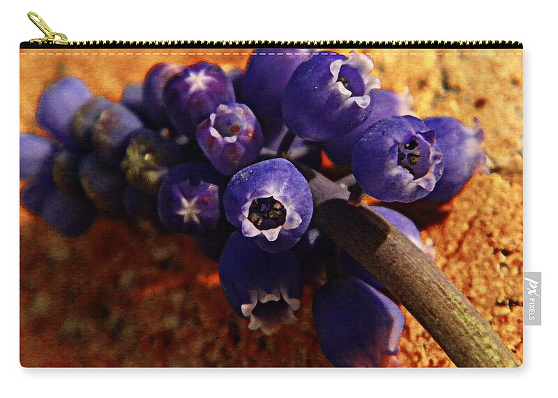 Gardening Zip Pouch featuring the photograph Grape Hyacinth by Chris Berry
