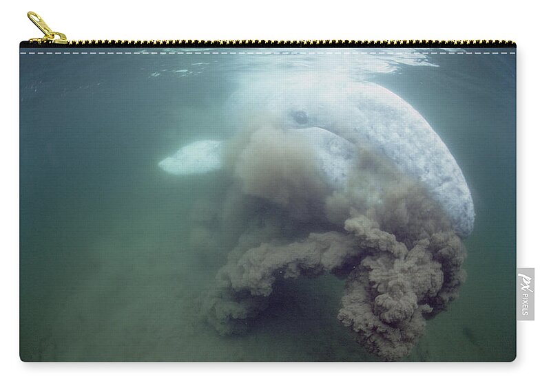00080417 Zip Pouch featuring the photograph Gray Whale Filter Feeding Tofino by Flip Nicklin