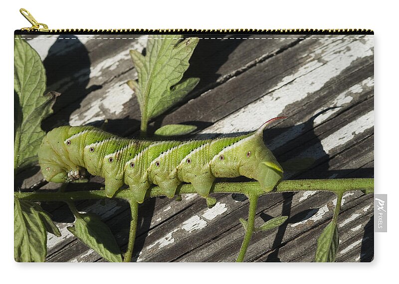 Manduca Sexta Zip Pouch featuring the photograph Green Tobacco Hornworm by Kathy Clark