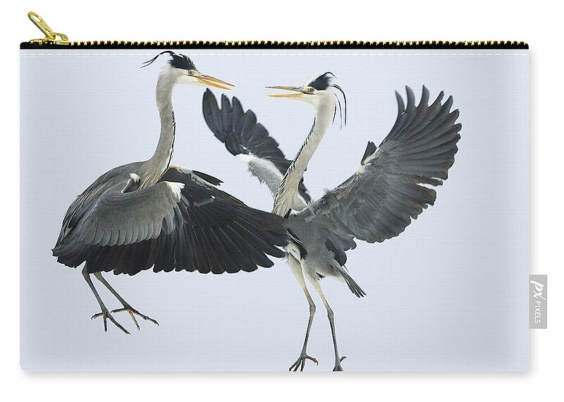 Mp Carry-all Pouch featuring the photograph Grey Heron Ardea Cinerea Pair Fighting by Konrad Wothe