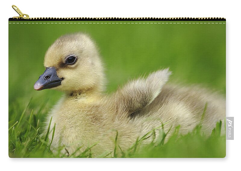 00621631 Zip Pouch featuring the photograph Greylag Goose Gosling by Cyril Ruoso