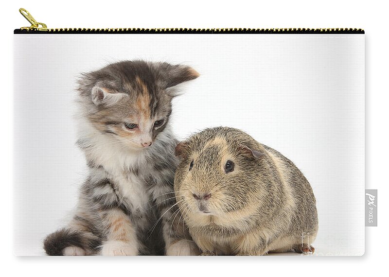 Nature Zip Pouch featuring the photograph Guinea Pig And Maine Coon-cross Kitten by Mark Taylor