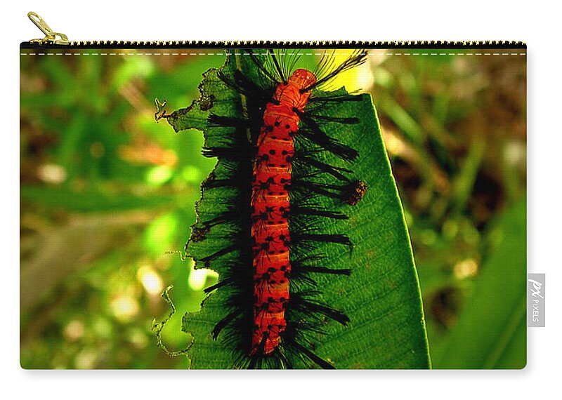 Caterpillar Zip Pouch featuring the photograph Hairbrush by David Weeks