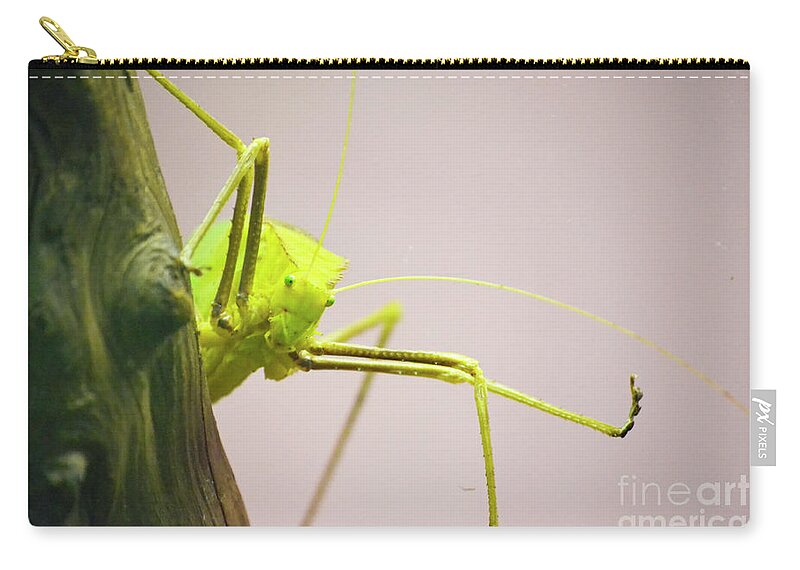 Bug Zoo Zip Pouch featuring the photograph Handsome Boy by Traci Cottingham