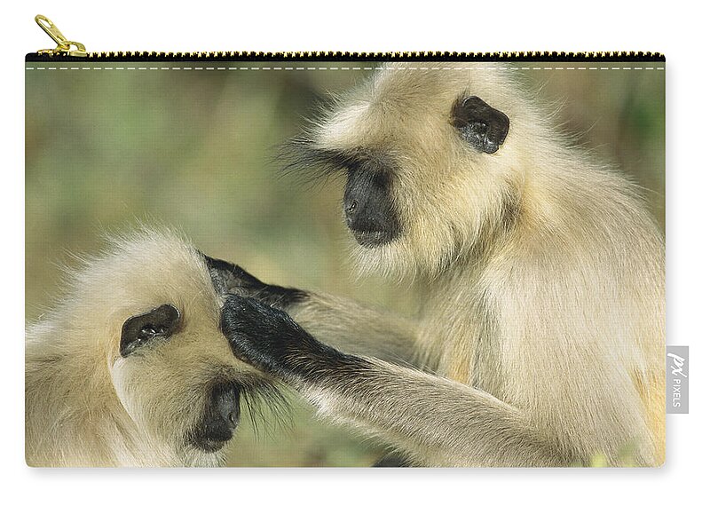 00620106 Zip Pouch featuring the photograph Hanuman Langurs Grooming India by Cyril Ruoso