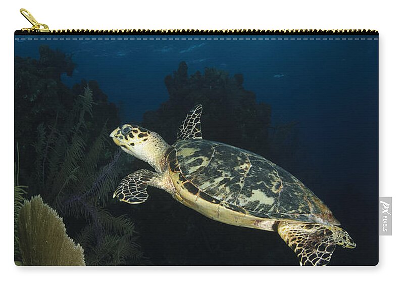 Sea Life Zip Pouch featuring the photograph Hawksbill Sea Turtle Swimming by Todd Winner