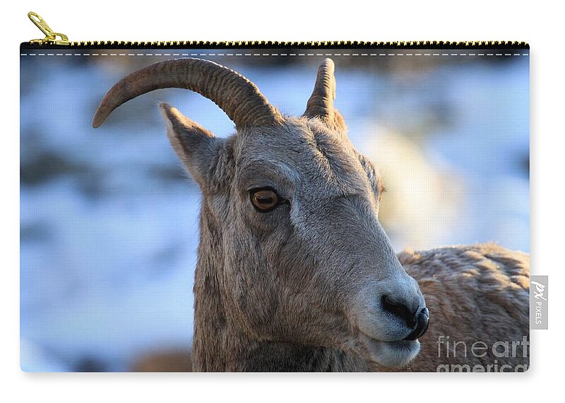 Big Horn Sheep Zip Pouch featuring the photograph Hello There by Adam Jewell