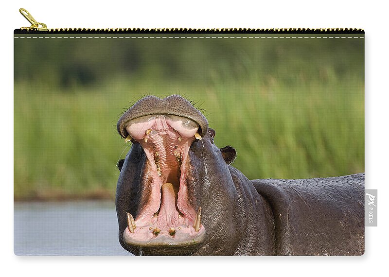 Mp Zip Pouch featuring the photograph Hippo Displaying by Vincent Grafhorst