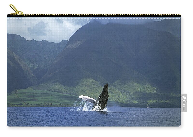 00128640 Zip Pouch featuring the photograph Humpback Whale Breaching Maui by Flip Nicklin